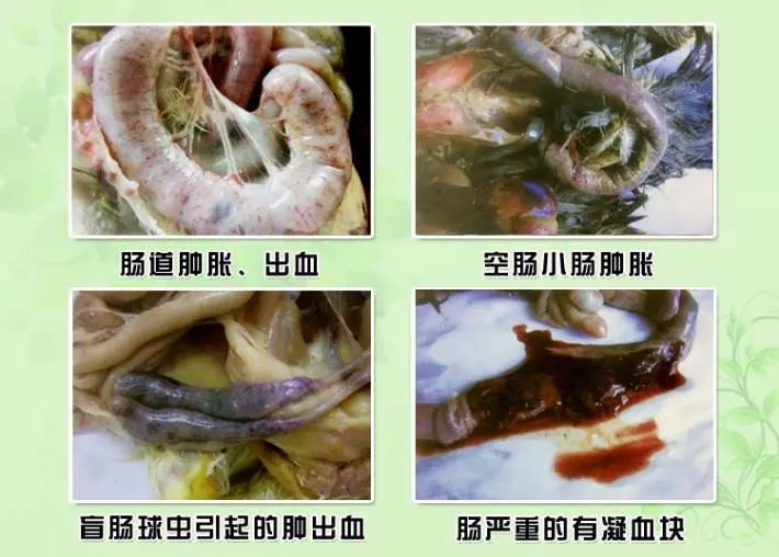 不同的球虫对蛋鸡肠道的侵害