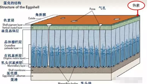 看鸡蛋“脸色”，分析七大问题蛋的成因！